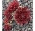 Sempervivum QUEENIE