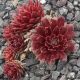 Sempervivum QUEENIE