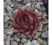 Sempervivum RED BEAUTY