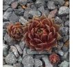 Sempervivum RED INDIAN