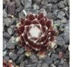 Sempervivum RED SOX