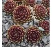 Sempervivum ROBIN