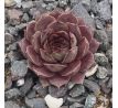 Sempervivum ROFRA