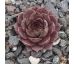 Sempervivum ROFRA