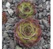 Sempervivum ROTER EDELSTEIN