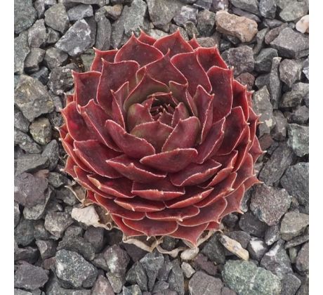 Sempervivum ROTSPITZ