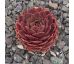 Sempervivum ROTSPITZ