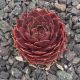Sempervivum ROTSPITZ