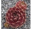 Sempervivum RUBY HEART