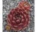 Sempervivum RUBY HEART