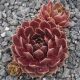 Sempervivum RUBY HEART