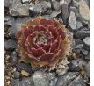 Sempervivum RUHREID