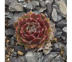 Sempervivum RUHREID