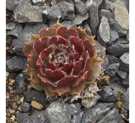 Sempervivum RUHREID