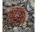 Sempervivum RUHREID