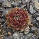 Sempervivum RUHREID
