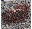 Sempervivum RUSTIC CHARM