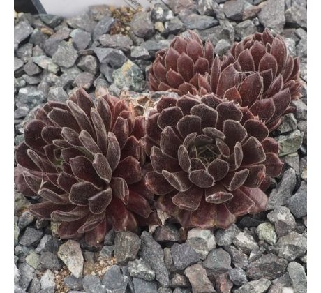 Sempervivum RUSTIC CHARM