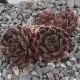 Sempervivum RUSTIC CHARM