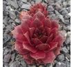 Sempervivum SABANDEN