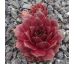 Sempervivum SABANDEN