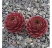 Sempervivum SACHA
