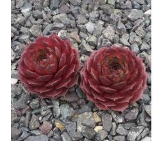 Sempervivum SACHA