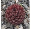 Sempervivum SAND ROD