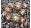 Sempervivum NARDA