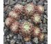 Sempervivum NARDA