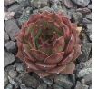 Sempervivum NEGRO BOY