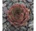 Sempervivum NEGRO BOY