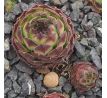 Sempervivum NEMRUT DAGI