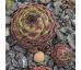 Sempervivum NEMRUT DAGI
