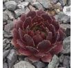 Sempervivum NERO