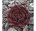 Sempervivum NERO