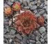 Sempervivum NICOLE