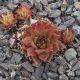 Sempervivum NICOLE
