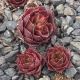 Sempervivum NINOGA