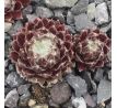 Sempervivum NOELLIE