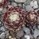 Sempervivum NOELLIE