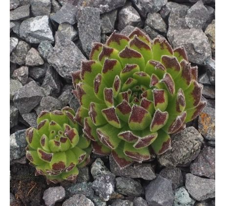 Sempervivum LITTLE FELLOW