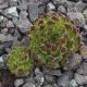Sempervivum LITTLE FELLOW