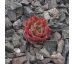 Sempervivum OLD ROSE