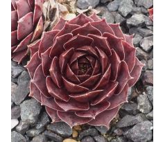 Sempervivum OMEGA