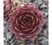 Sempervivum OMEGA