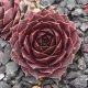 Sempervivum OMEGA