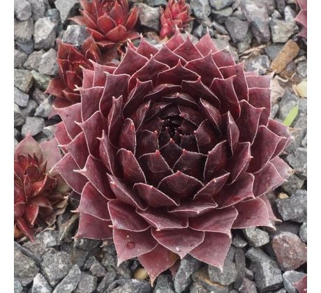 Sempervivum OPHELIA