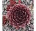 Sempervivum OPHELIA
