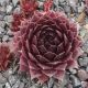 Sempervivum OPHELIA